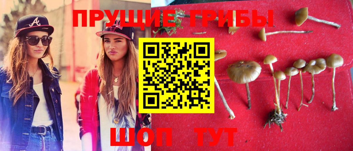 Галлюциногенные грибы Psilocybine cubensis Чапаевск
